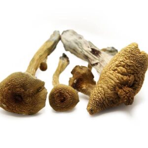 ALACABENZI MAGIC MUSHROOMS