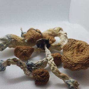 AMAZONIAN MAGIC MUSHROOMS